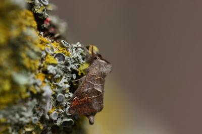 <i>Clostera pigra</i>