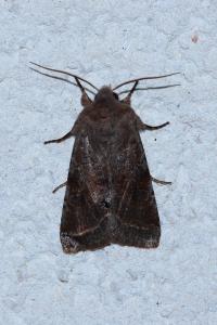 <i>Orthosia incerta</i>