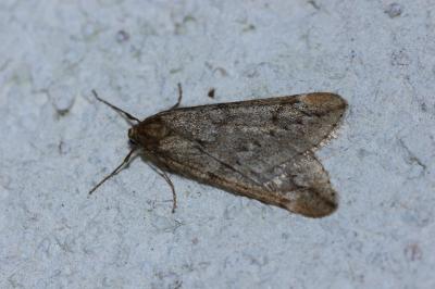 <i>Alsophila aescularia</i>
