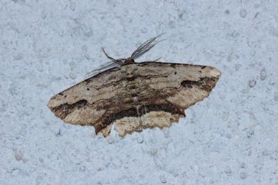 <i>Menophra abruptaria</i>