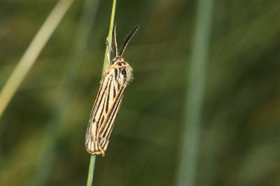 <i>Spiris striata</i>
