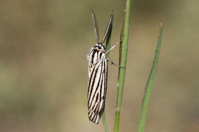 <i>Spiris striata</i>