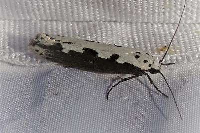 <i>Ethmia bipunctella</i>