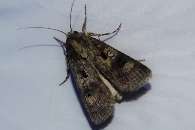 Agrotis trux