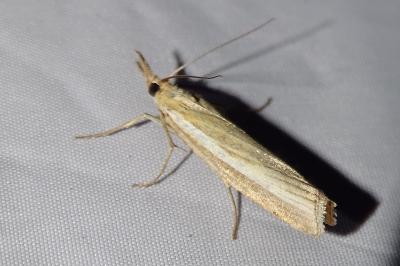 <i>Agriphila tristella</i>