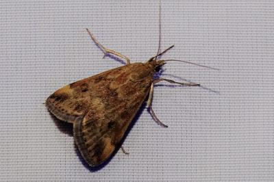 <i>Pyrausta despicata</i>