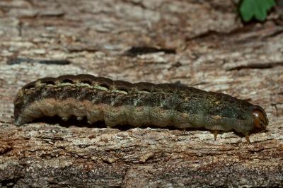 <i>Noctua pronuba</i>