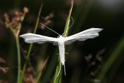 <i>Pterophorus pentadactylus</i>