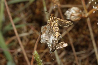 <i>Pyropteron muscaeforme</i>