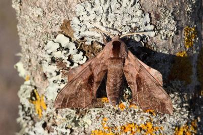 Smerinthus ocellatus