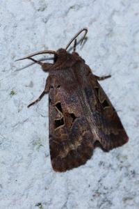 <i>Orthosia gothica</i>