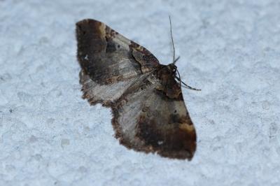 <i>Earophila badiata</i>
