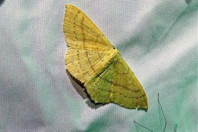 <i>Cyclophora linearia</i>