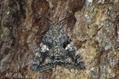 <i>Catocala sponsa</i>
