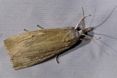 <i>Calamotropha paludella</i>