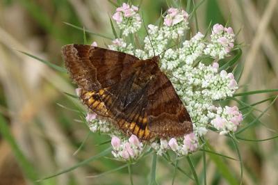 <i>Euclidia glyphica</i>