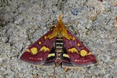 <i>Pyrausta purpuralis</i>