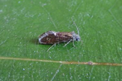 <i>Dyseriocrania subpurpurella</i>