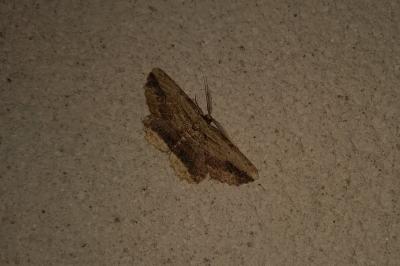 <i>Menophra abruptaria</i>