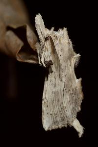 <i>Pterostoma palpina</i>