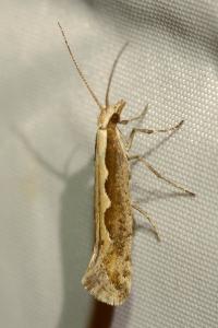 <i>Plutella xylostella</i>