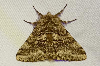 <i>Lycia hirtaria</i>