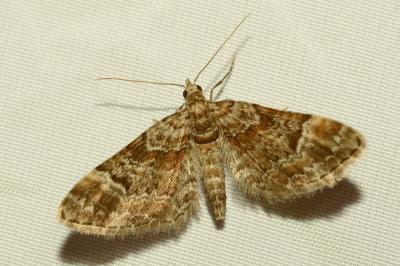 <i>Gymnoscelis rufifasciata</i>