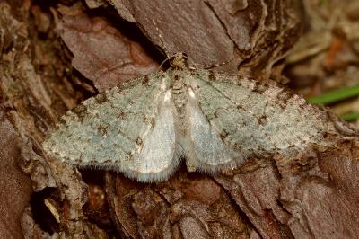 <i>Trichopteryx carpinata</i>