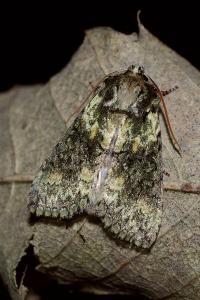 <i>Polyploca ridens</i>
