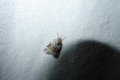 <i>Nycteola siculana</i>