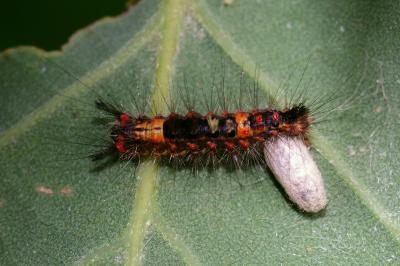 <i>Orgyia antiqua</i>