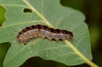 <i>Thaumetopoea processionea</i>