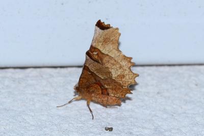 Selenia lunularia