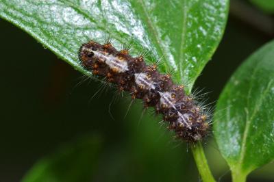 <i>Nola cucullatella</i>