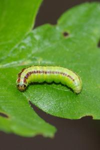 <i>Acrobasis advenella</i>