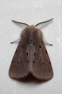 <i>Diaphora mendica</i>