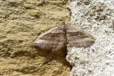 Costaconvexa polygrammata