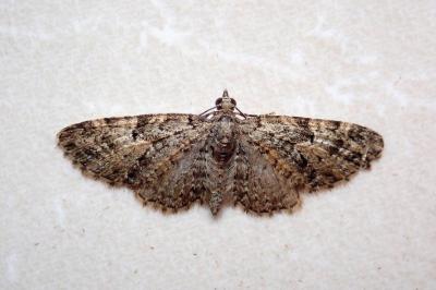 <i>Eupithecia dodoneata</i>