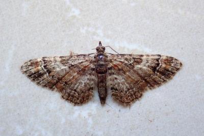 <i>Gymnoscelis rufifasciata</i>