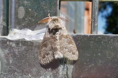 <i>Calliteara pudibunda</i>