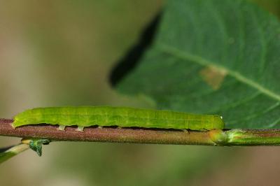 <i>Scoliopteryx libatrix</i>
