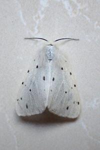<i>Diaphora mendica</i>