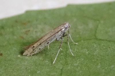 <i>Aspilapteryx tringipennella</i>