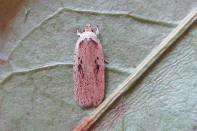 <i>Agonopterix yeatiana</i>