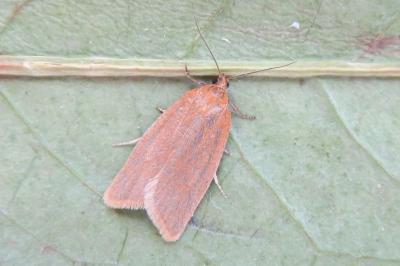 <i>Clepsis unicolorana</i>