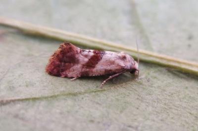 <i>Falseuncaria ruficiliana</i>