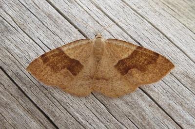 <i>Plagodis pulveraria</i>