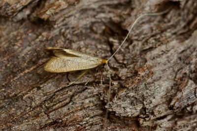 <i>Nematopogon swammerdamella</i>