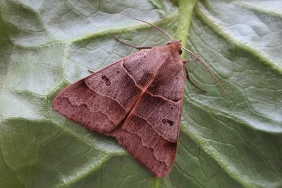 <i>Minucia lunaris</i>