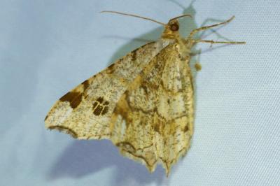 Macaria notata